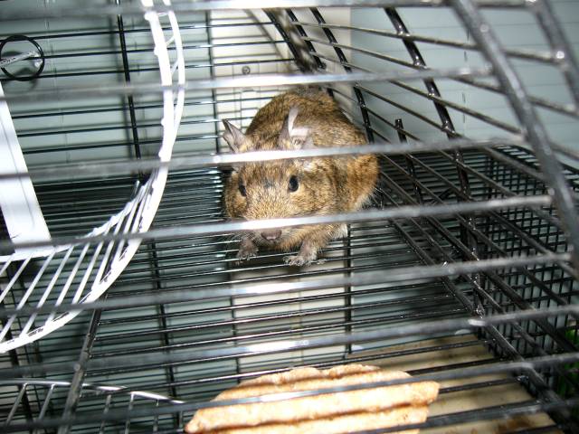 Degu
